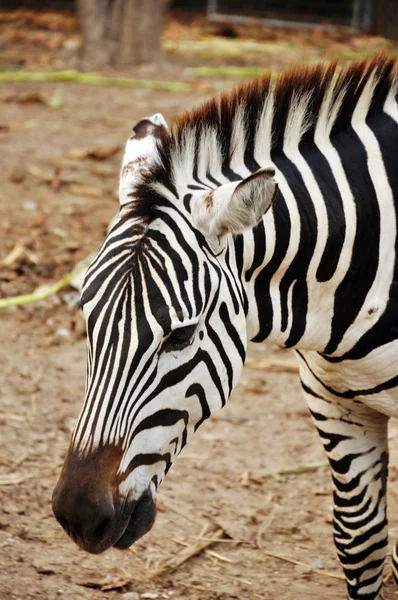 Zebra — Stock fotografie