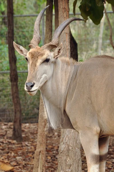 Eland — Stock Photo, Image