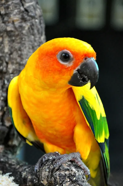 Słońce conure — Zdjęcie stockowe