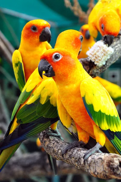 Sun Conure — Stock Photo, Image