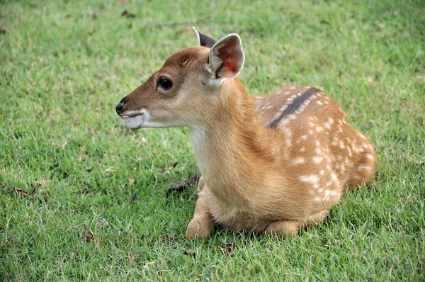 Young sika deer — Stock Photo, Image