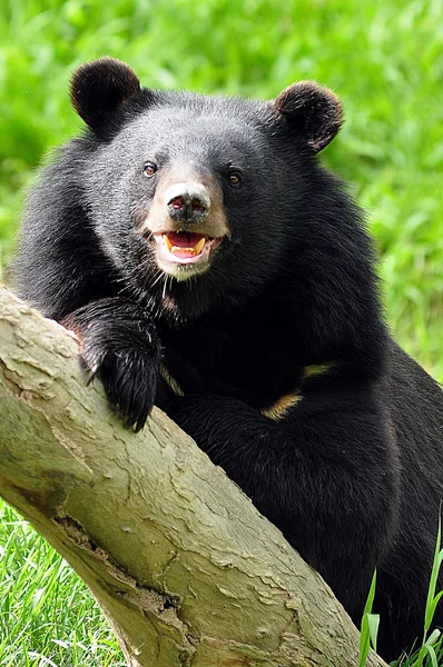 Asiatic black bear — Stock Photo, Image