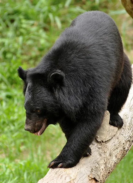 Asiatic black bear — Stock Photo, Image