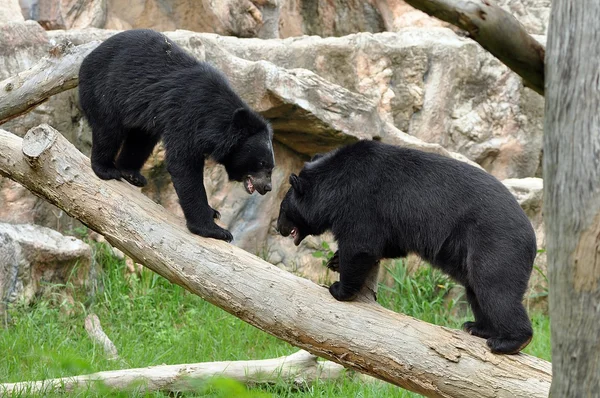 Asiatic black bear — Stock Photo, Image