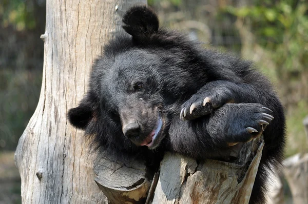 Urso negro asiático — Fotografia de Stock