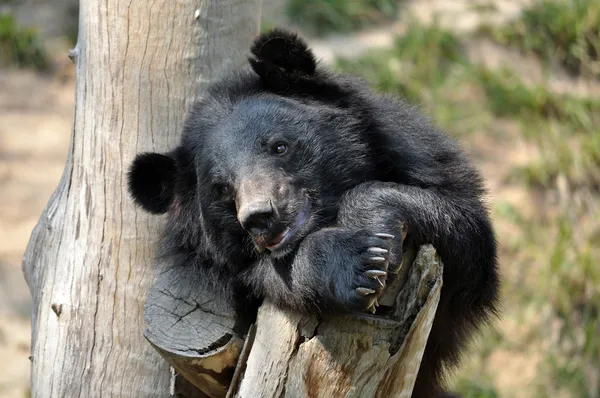 Asiatic black bear — Stock Photo, Image