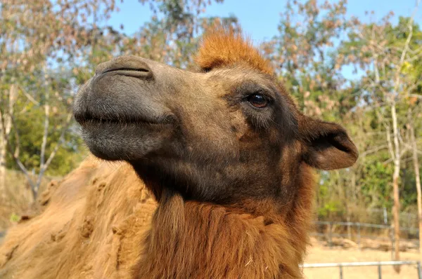 Camello bactriano — Foto de Stock