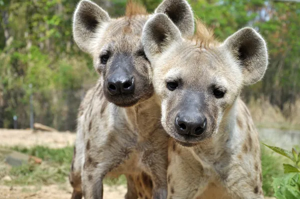 Fläckig hyena — Stockfoto