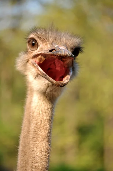 Ostrich — Stock Photo, Image