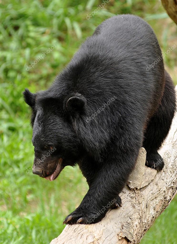 Ours Noir Asiatique Image Libre De Droit Par Mazikab C