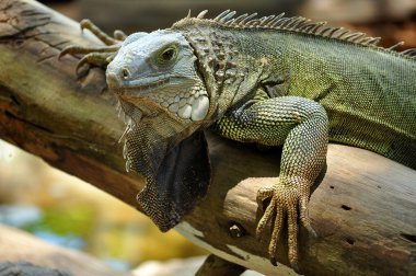 Yeşil iguana