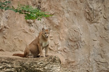 puma