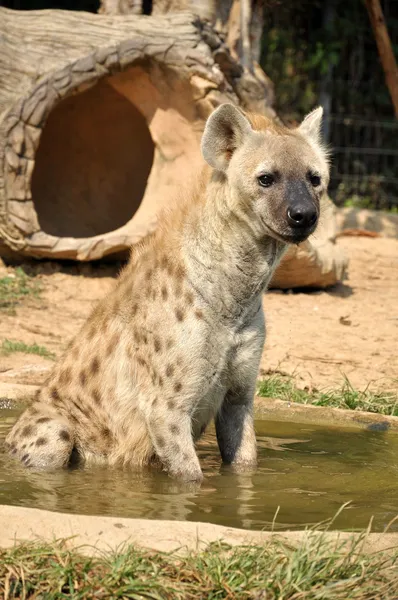 Observert hyene – stockfoto