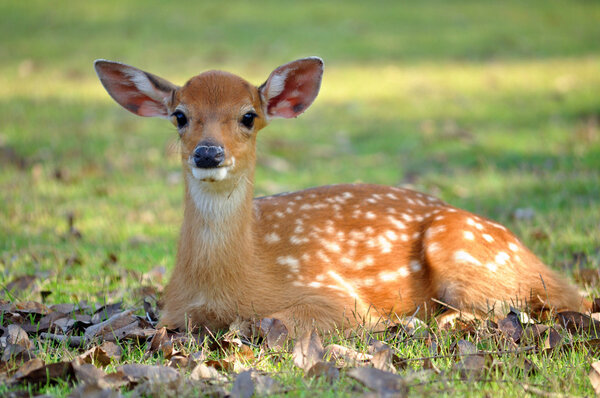 young deer