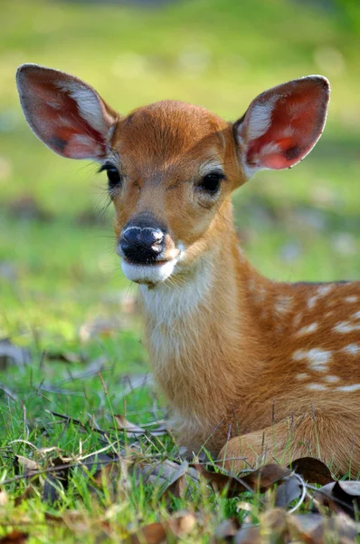 Young deer — Stock Photo, Image