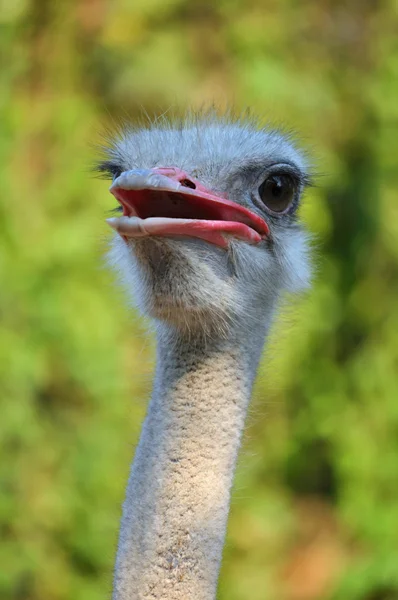 Ostrich — Stock Photo, Image