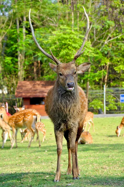 Sika Deer — Stock Photo, Image