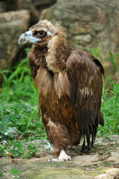 Cinereous 的秃鹫 — 图库照片