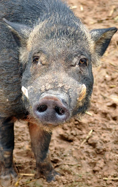 Wild boar — Stock Photo, Image