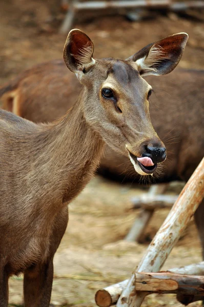 Samba deer — Stock Photo, Image