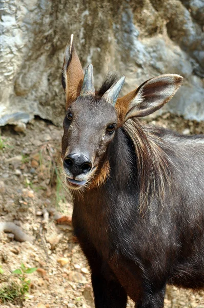 Serow — Stock Photo, Image