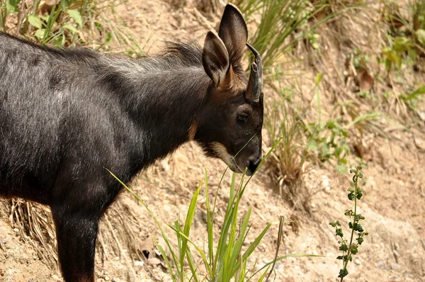 Serow — Stok fotoğraf