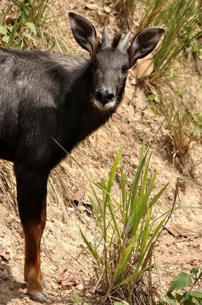 Serow — Stock Photo, Image