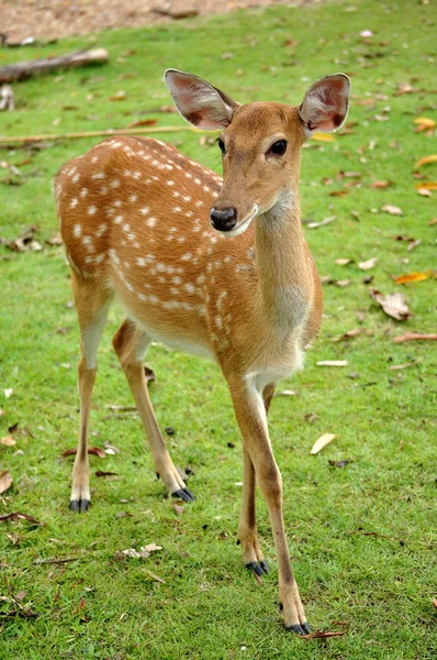 Sikahjort — Stockfoto