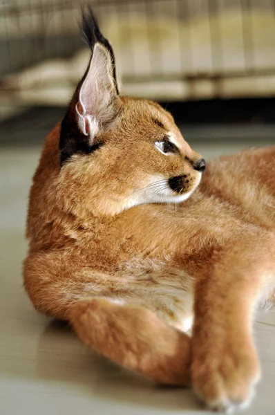 Caracal — Foto de Stock