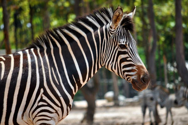 Zebra. — Fotografia de Stock