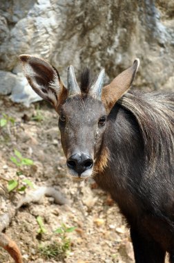 Serow