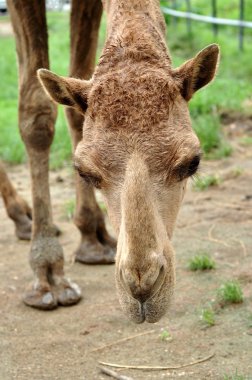 arabian camel  clipart