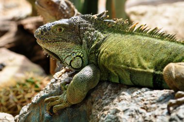 Iguana