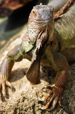 Iguana