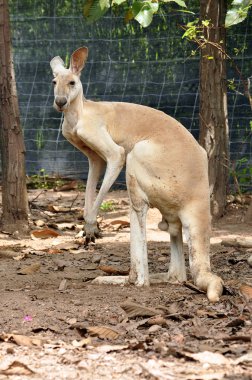  kanguru