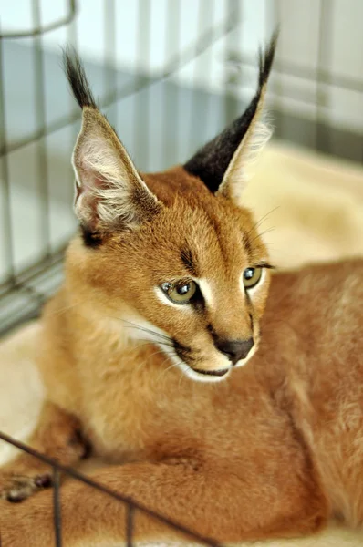 Caracal — Foto de Stock