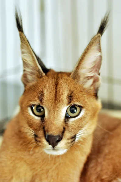 Caracal — Foto de Stock