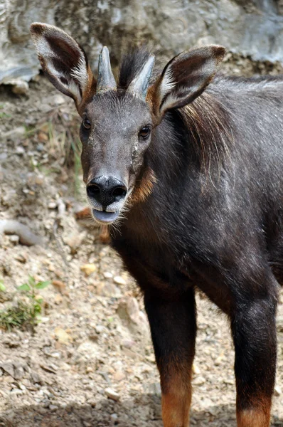 Serow — Stok fotoğraf