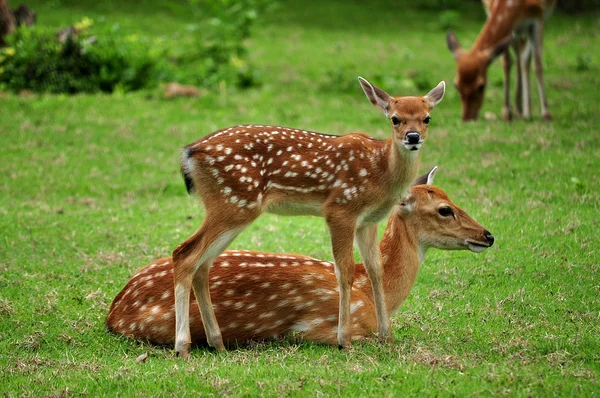 Sika herten — Stockfoto