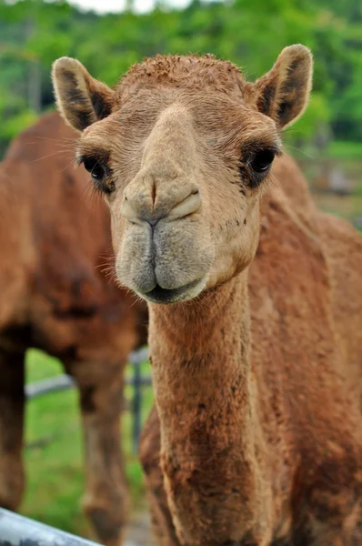 Cammello arabo — Foto Stock