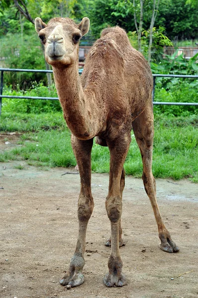 Arabisches Kamel — Stockfoto