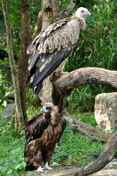 喜马拉雅秃鹫和 cinereous 的秃鹫 — 图库照片