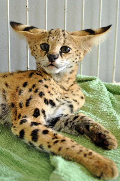 Serval — Stock Photo, Image