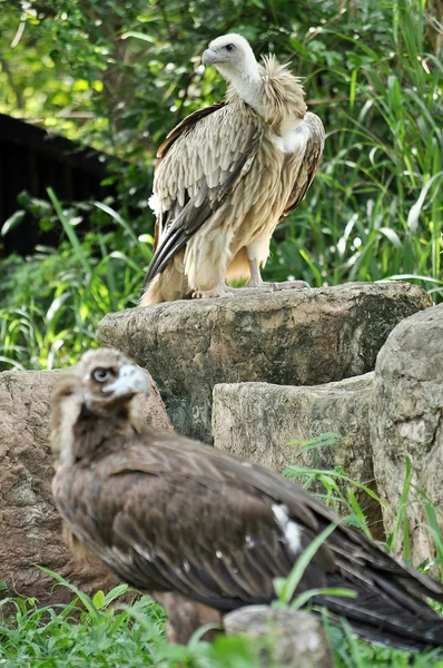 Avvoltoio Grifone Himalayano e Avvoltoio Cinereo — Foto Stock