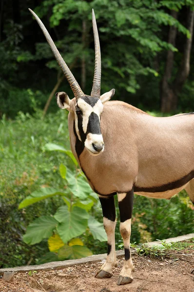 Oost-Afrikaanse oryx — Stockfoto
