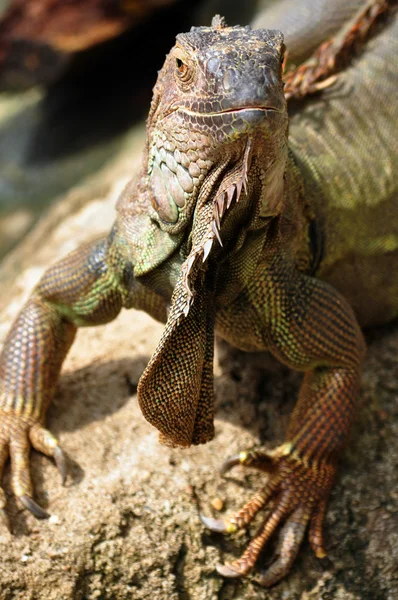 Iguana — Foto Stock