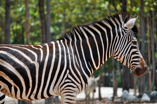 Zebra. — Fotografia de Stock