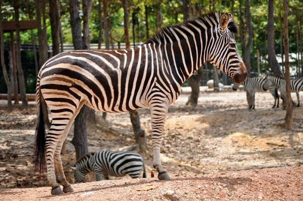 Zebra — Stock fotografie