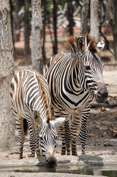 Zebras — Stock Photo, Image