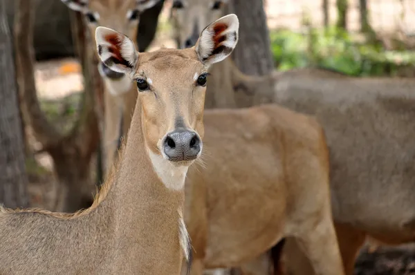 Nilgai. — Fotografia de Stock